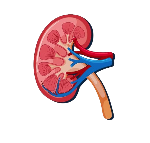 Urology Specialist Johannesburg